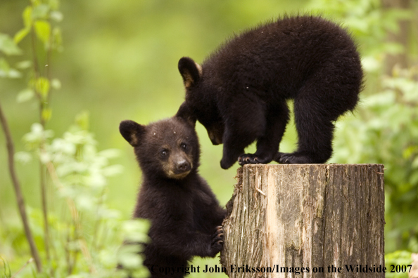 Black bear cubs in habitat