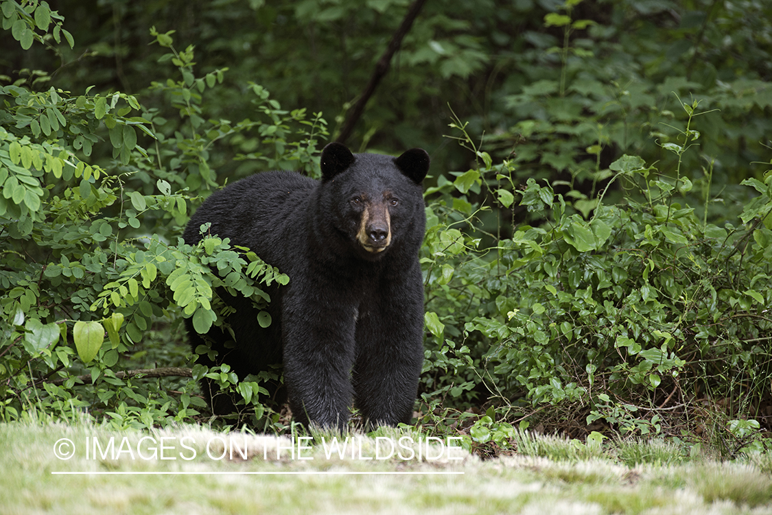 Black Bear in habitat. 