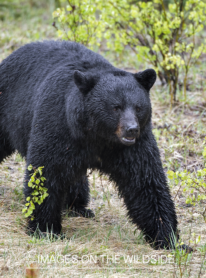 Black bear in habitat.