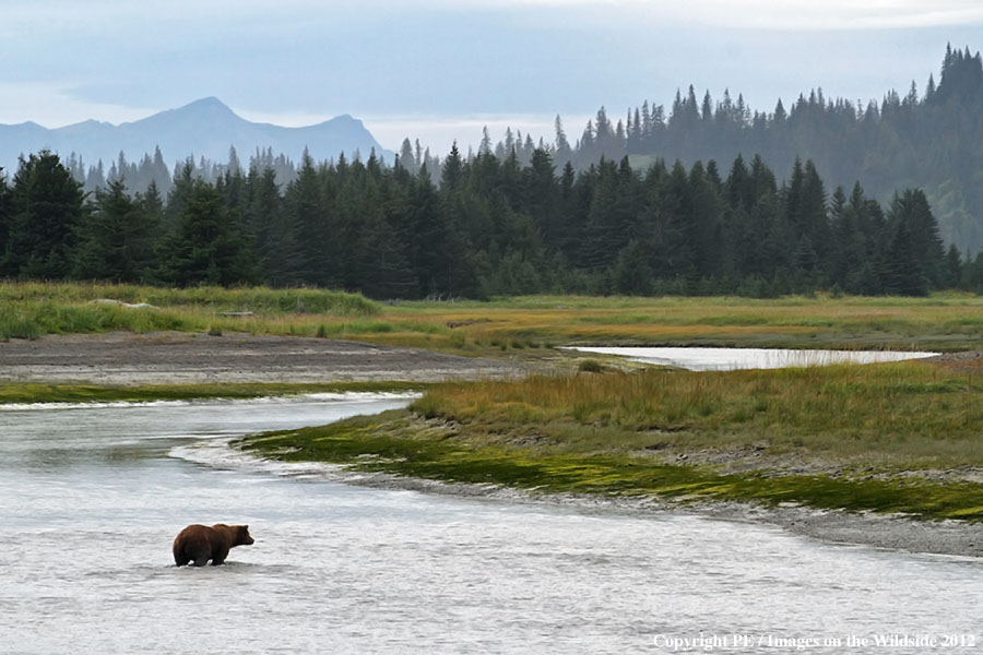 Brown Bear in habitat.