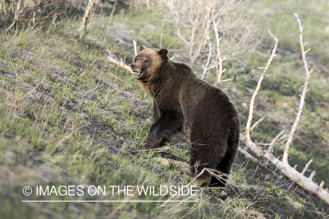 Grizzly Bear in habitat.