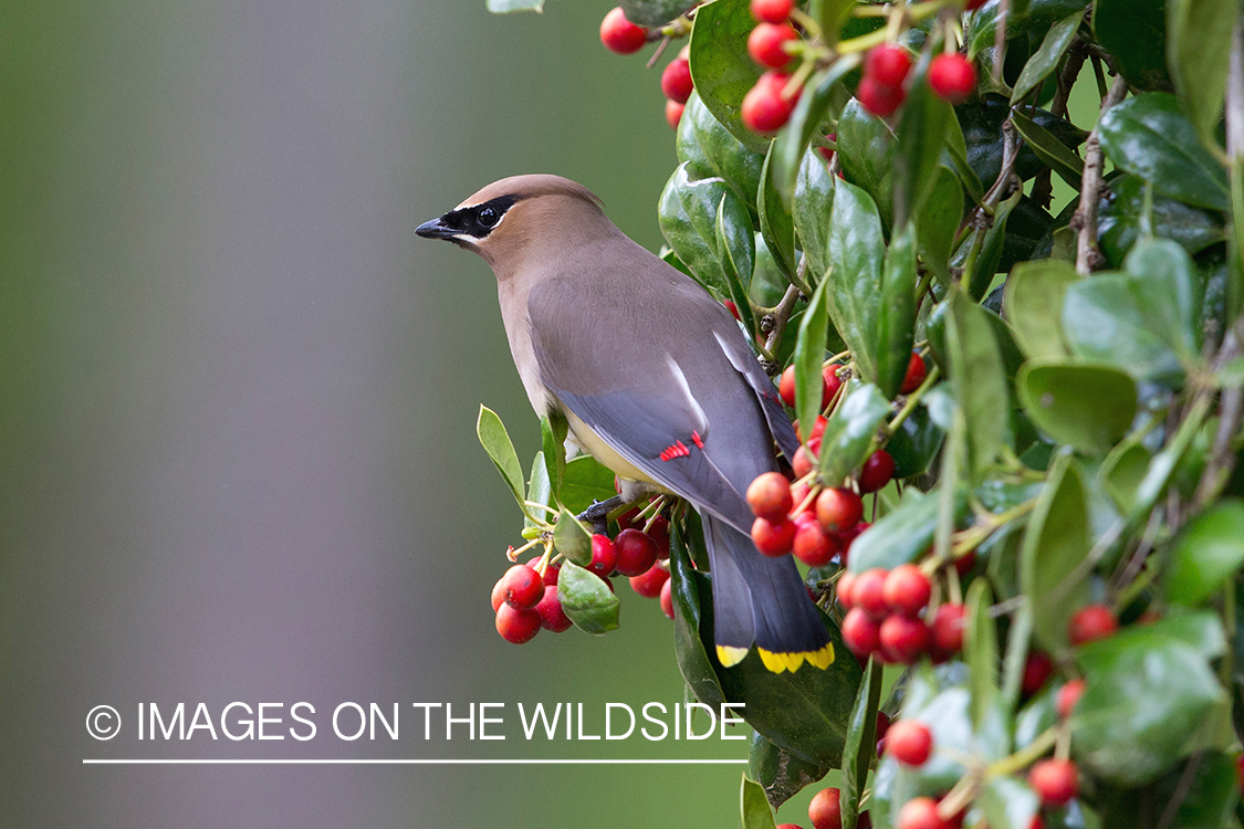 Cedar waxwing in habitat. 