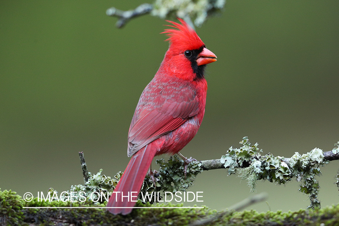 Northern cardinal in habitat.