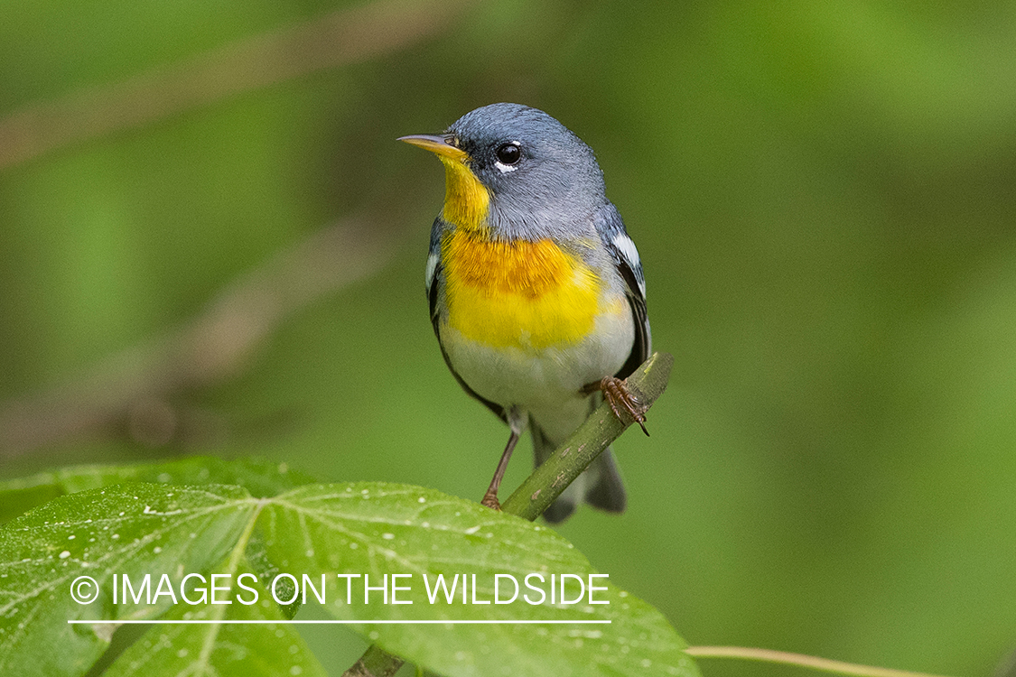 Northern Parula on branch.