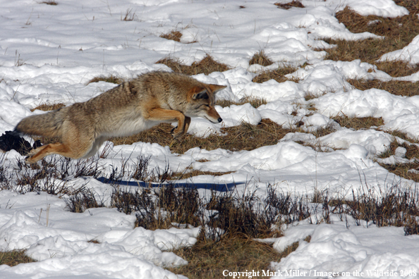 Coyote