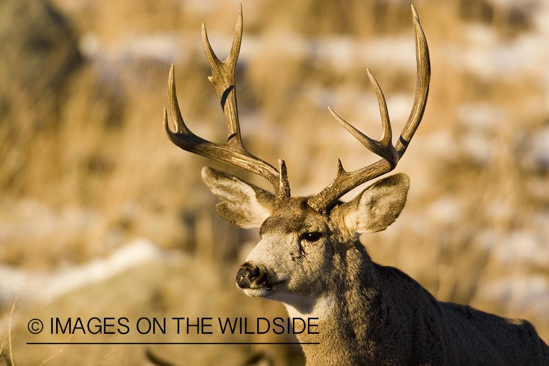 Mule deer in habitat.