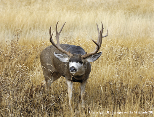 Mule deer in habitat