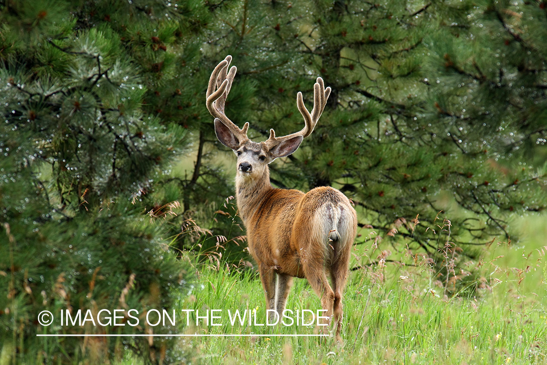 Mule deer buck in habitat. 