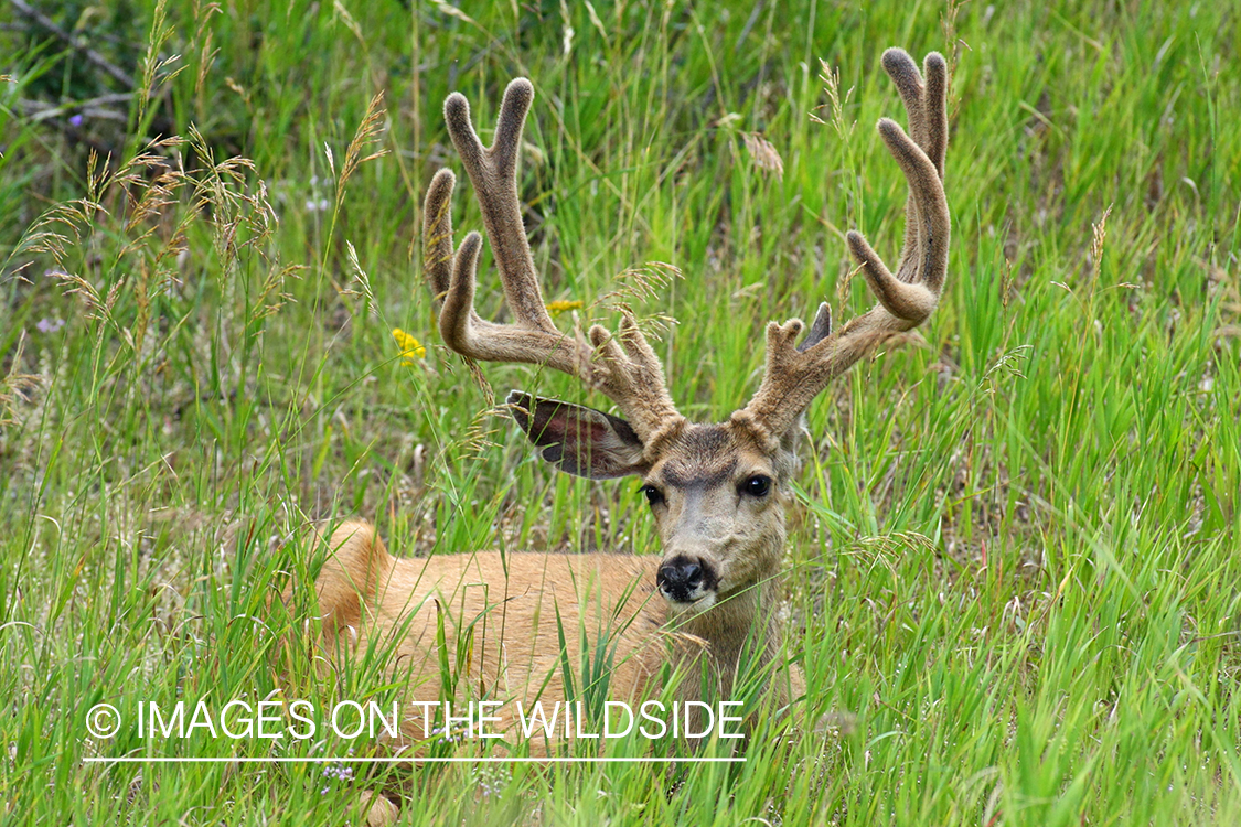 Mule deer buck in habitat. 