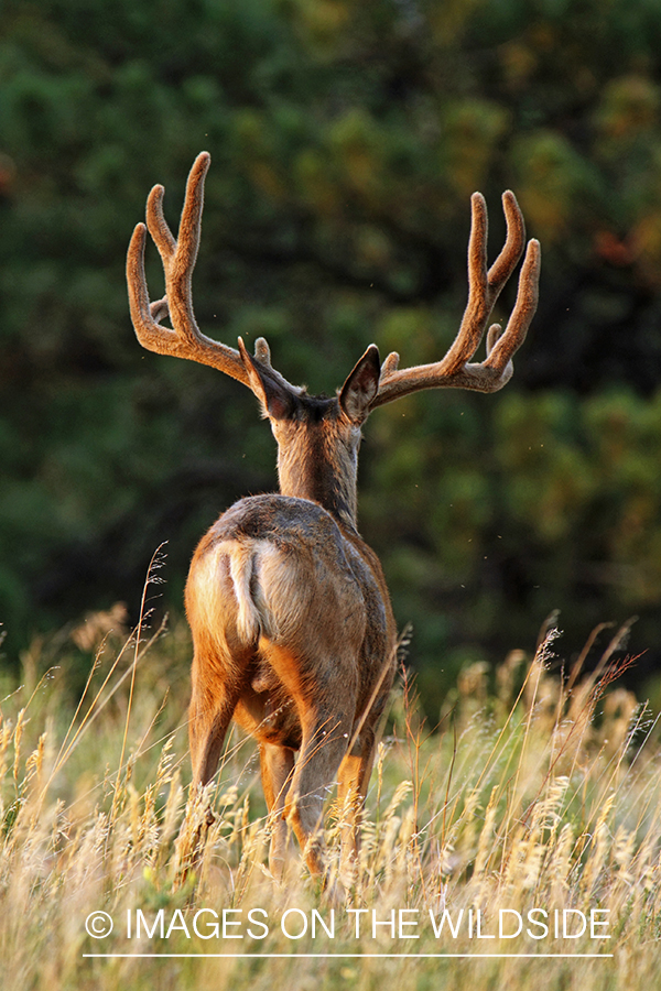 Mule Deer buck in habitat.