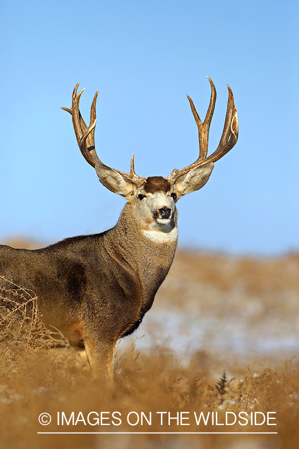 Mule deer buck in habitat.