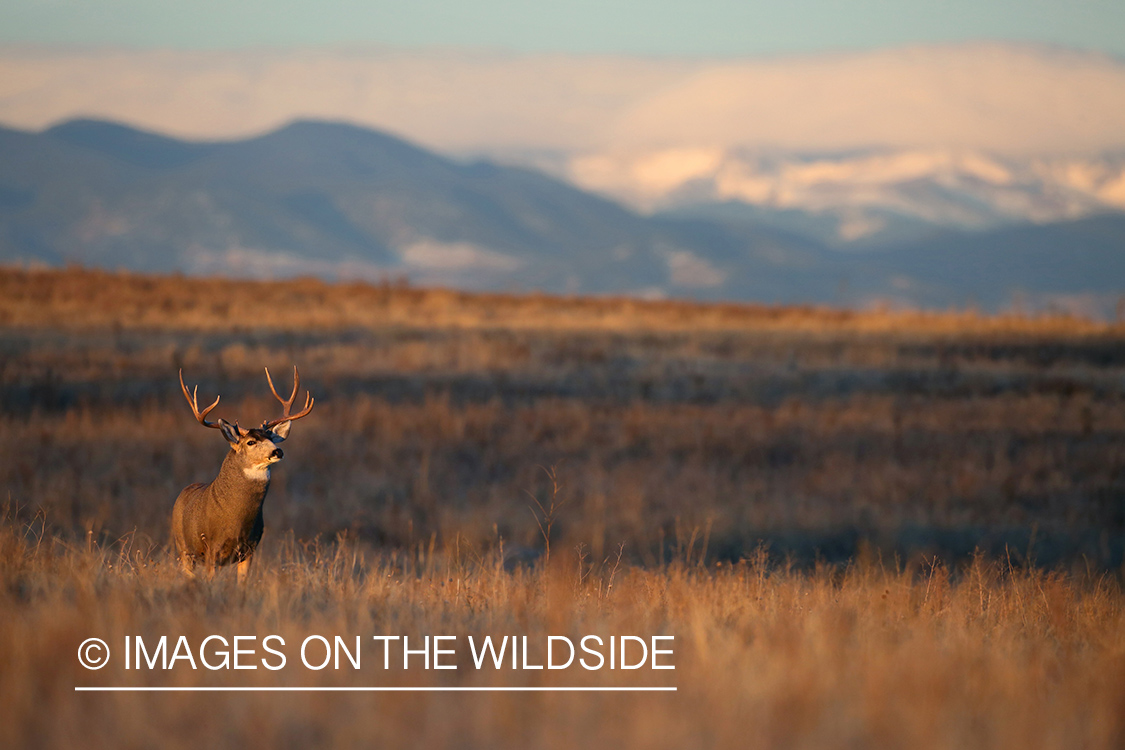 Mule deer buck in habitat. 