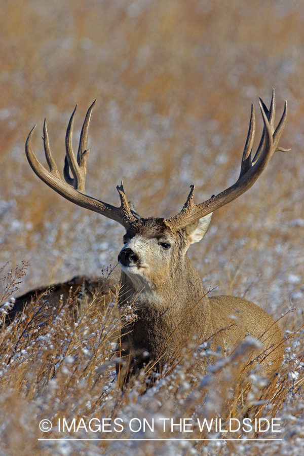 Mule deer buck in field.