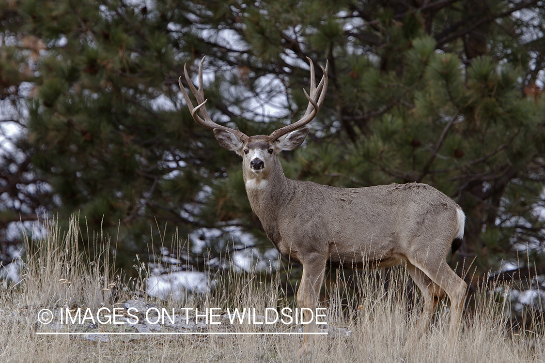 Mule deer buck in field.