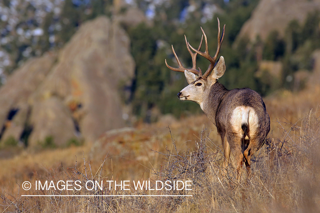 Mule deer buck in field.