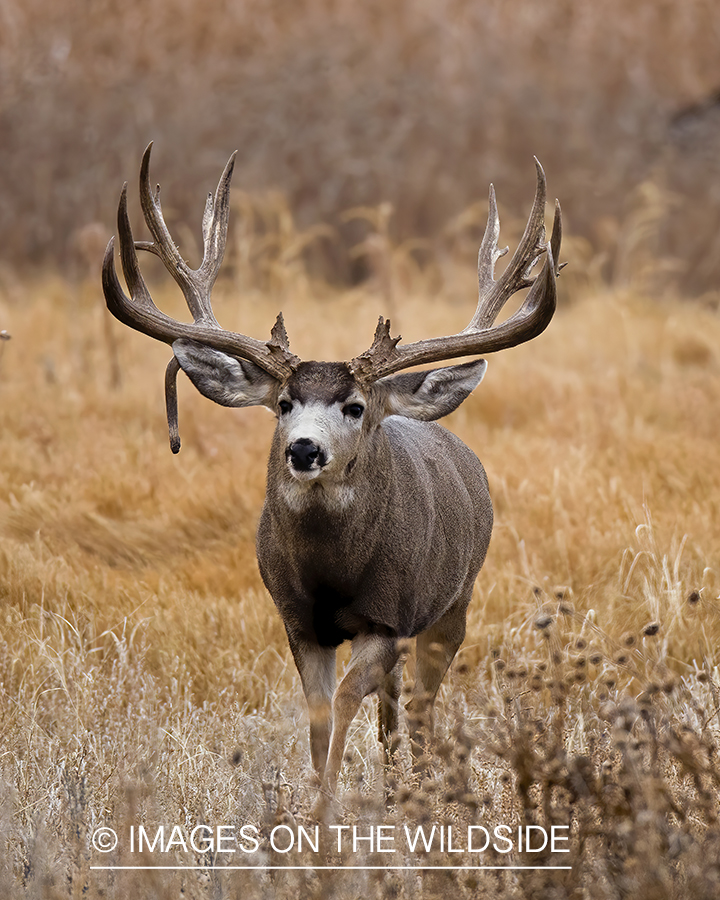 Mule deer buck in field.