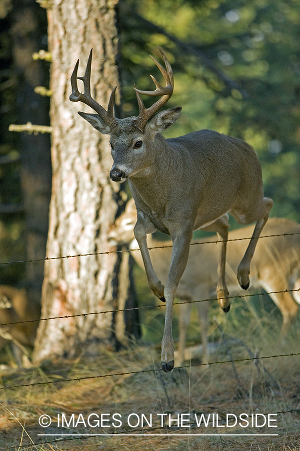 White-tailed deer jumping fence