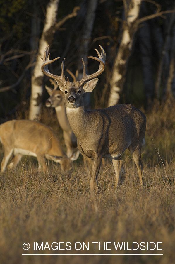 Whitetail Deer in Field