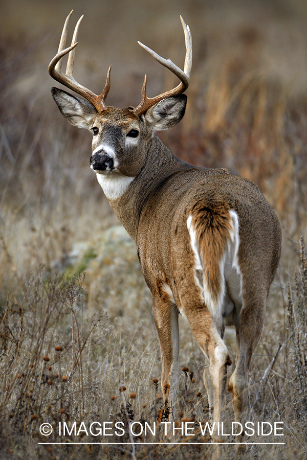 Whitetail Buck