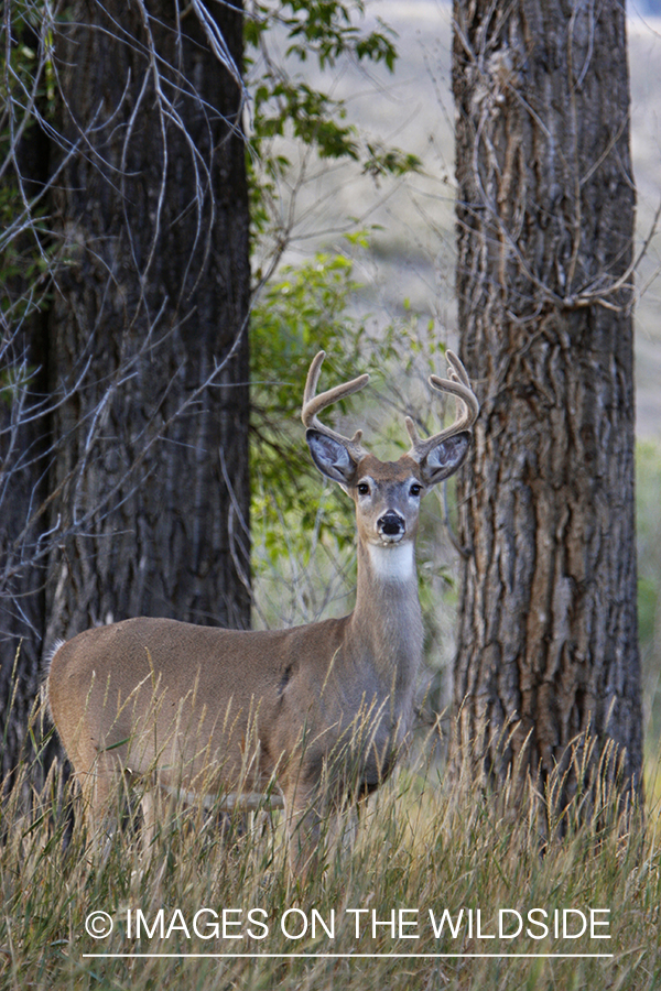 Whitetail Buck in velvet