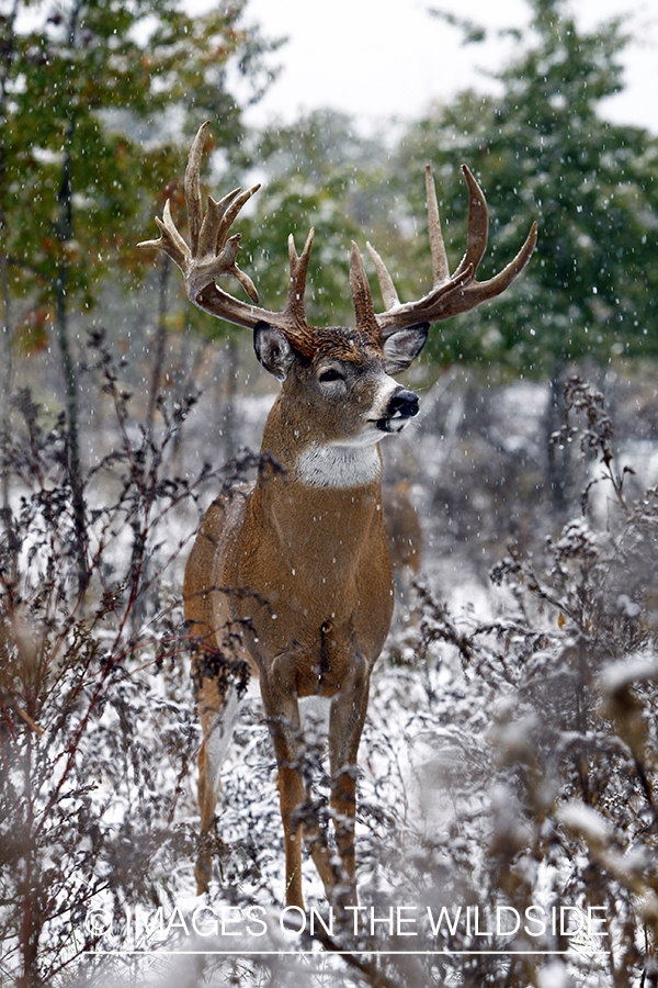 Whitetail buck in habitat