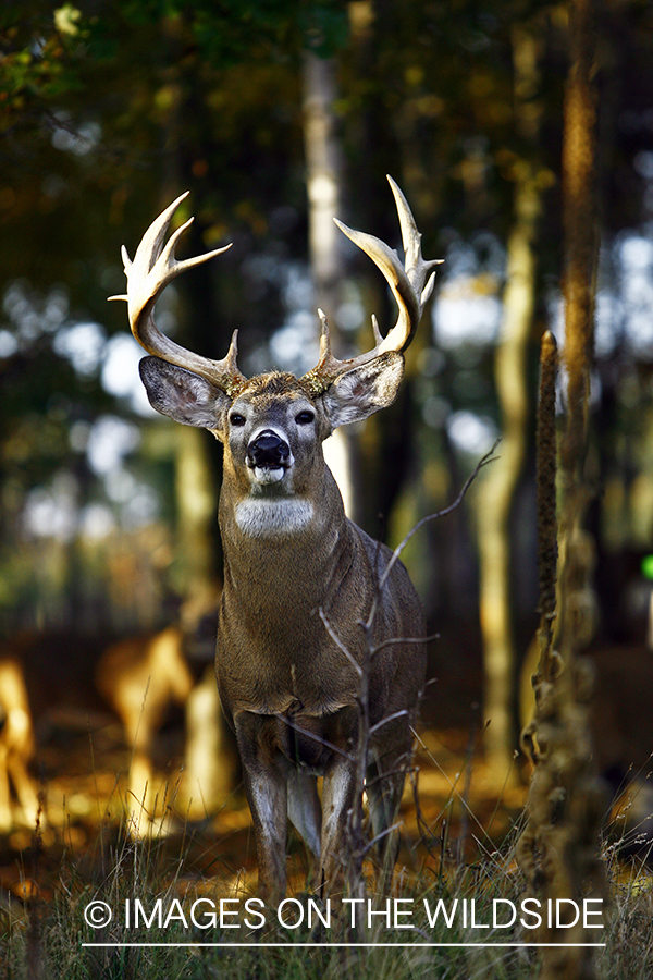 Whitetail buck in habitat