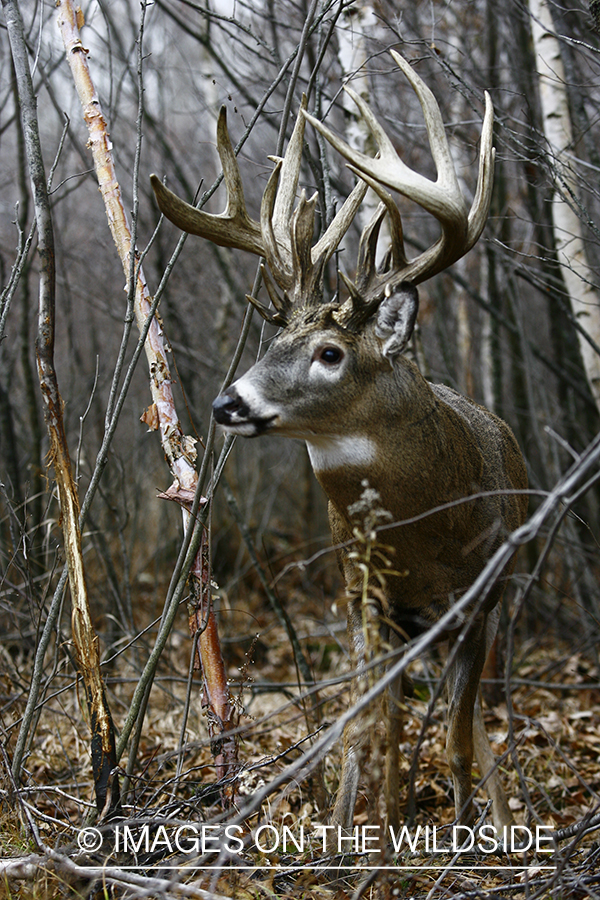 Whitetail buck in habitat.