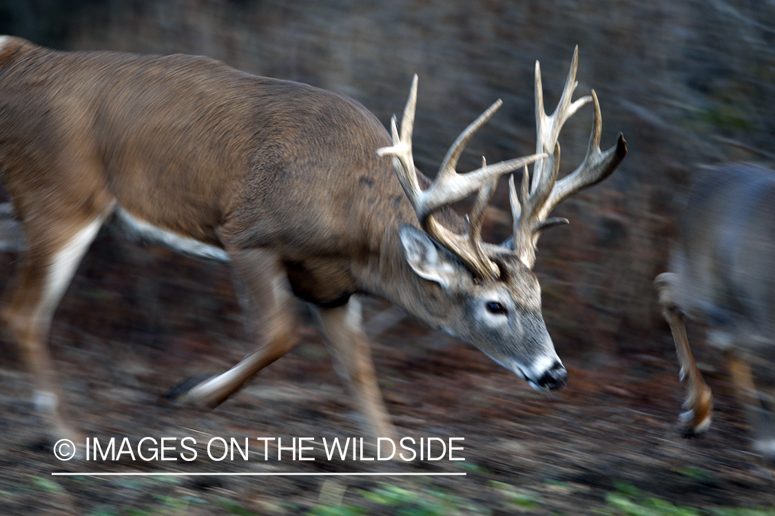 Whitetail buck in habitat.