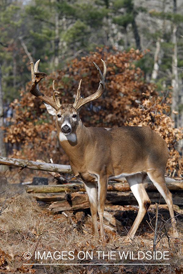 Whitetail buck in habitat.