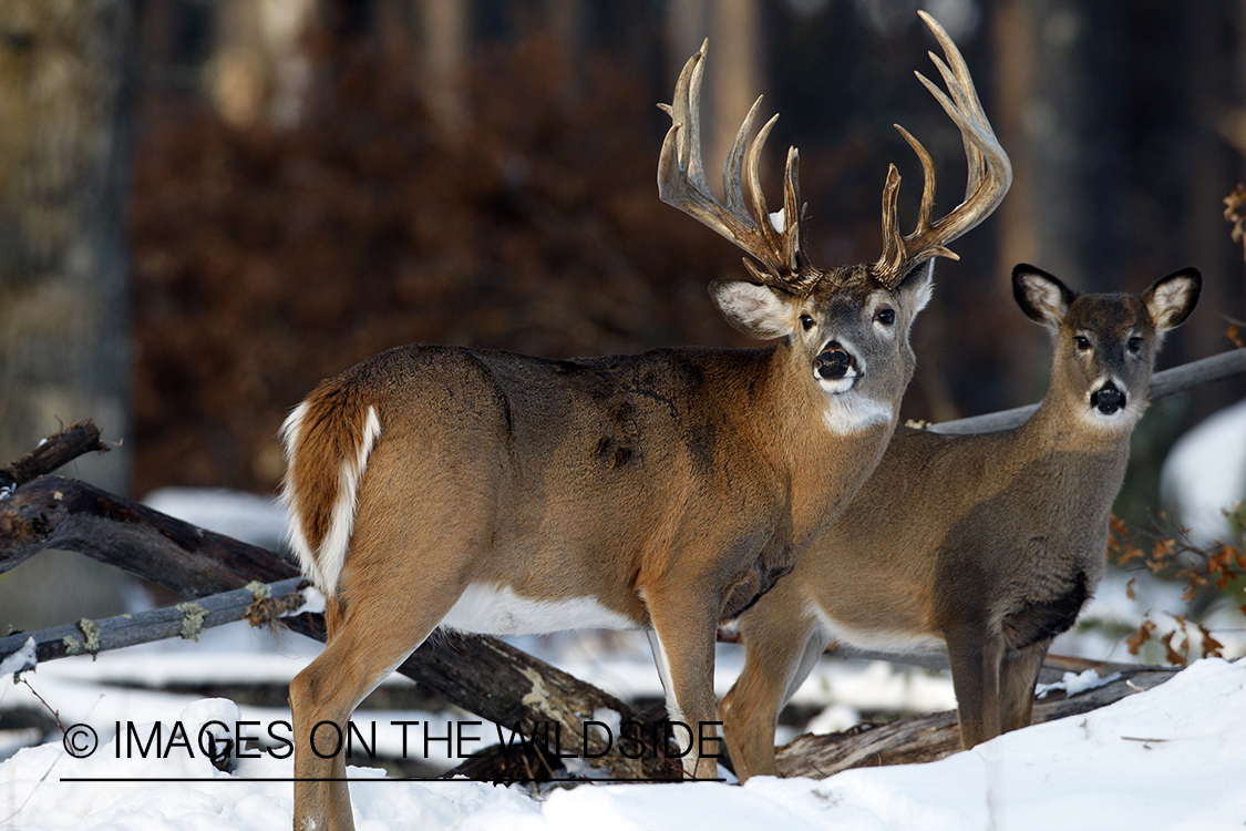 White-tailed bucks in habitat.