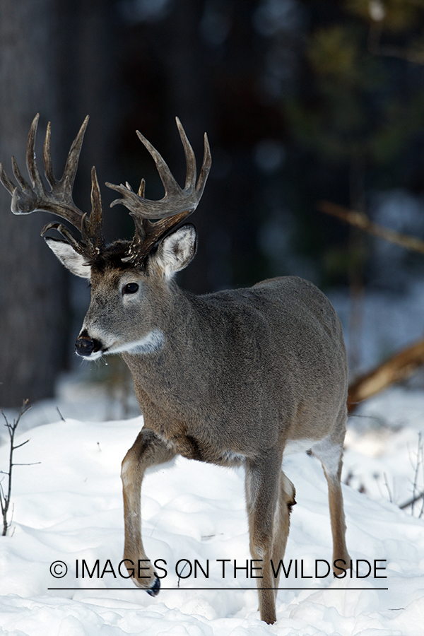 Whitetail in habitat