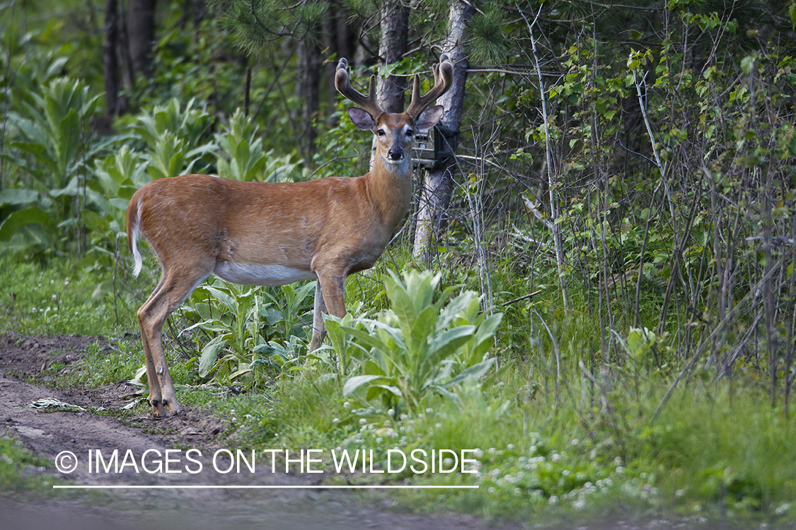 Summer Deer in Velvet