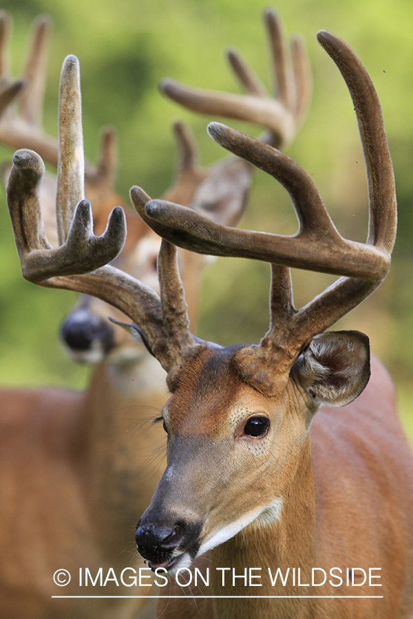 White-tailed deer in velvet