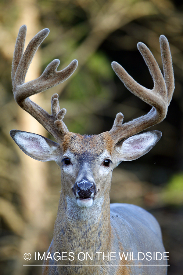 White-tailed buck in velvet 