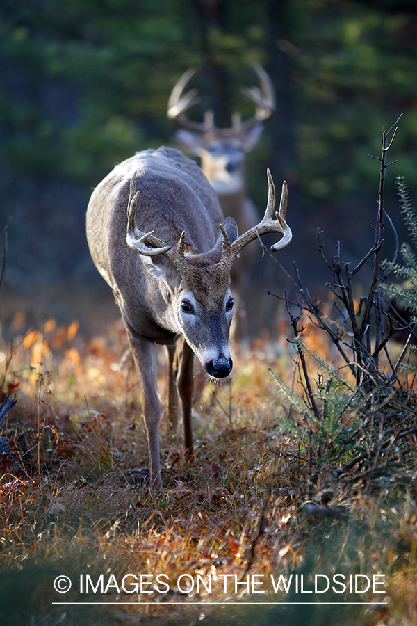 White-tailed buck in habitat. *