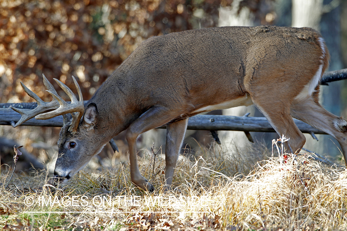 White-tailed buck in habitat. *