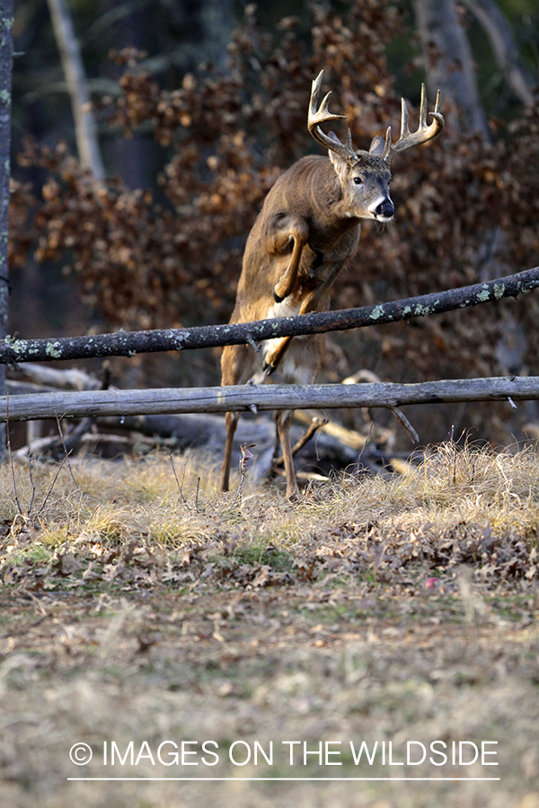 White-tailed buck in habitat. 