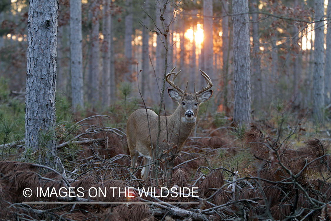 White-tailed buck in habitat. 