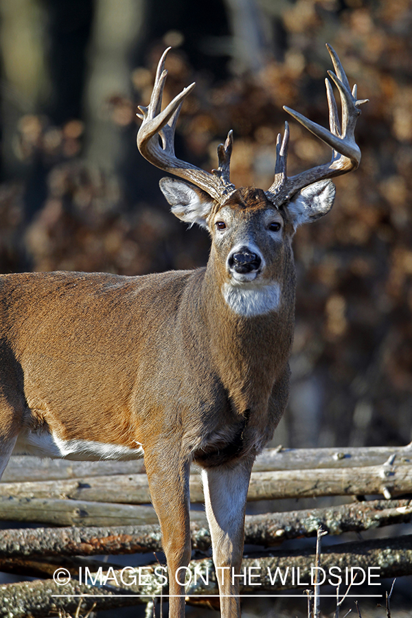 White-tailed buck in habitat. *