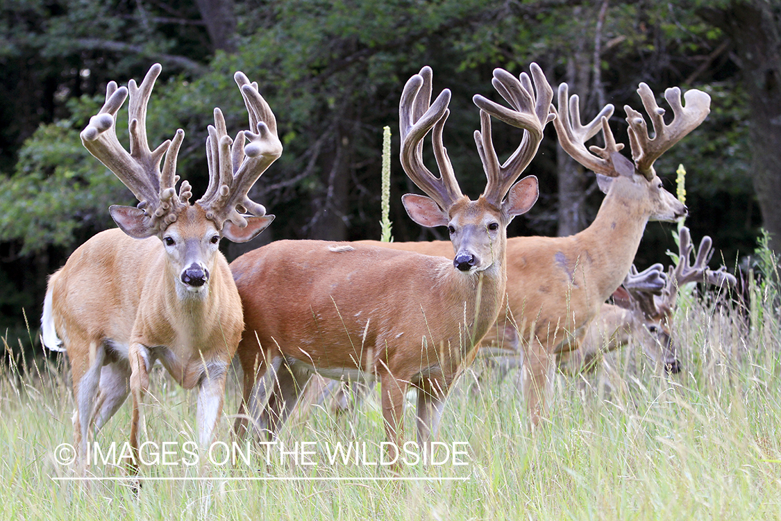 White-tailed bucks in habitat. 