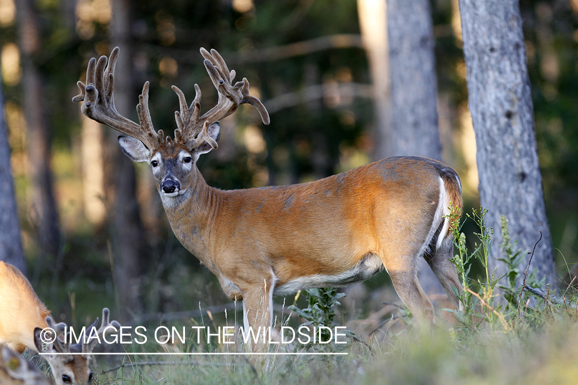 White-tailed buck in velvet.  