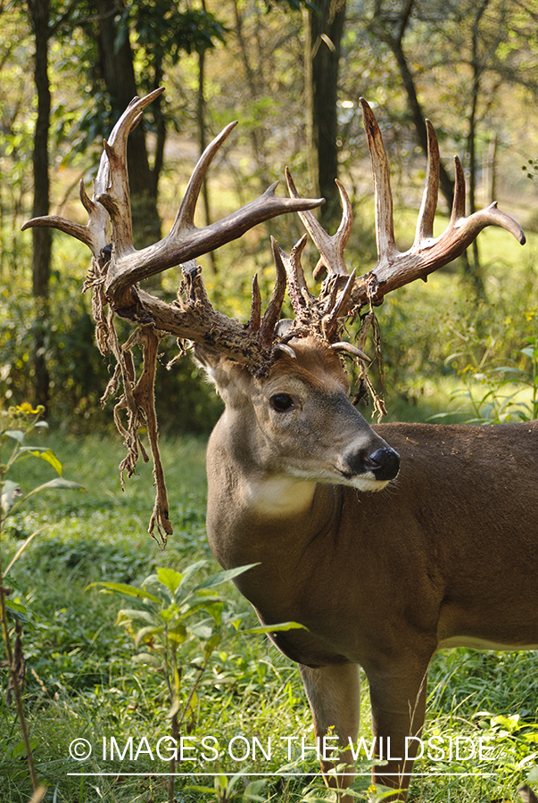 White-tailed buck shedding velvet. 