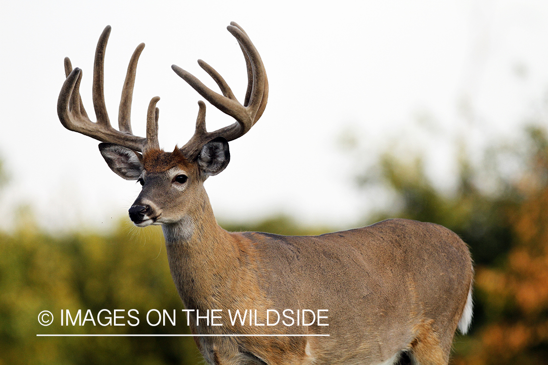 White-tailed buck in velvet.  