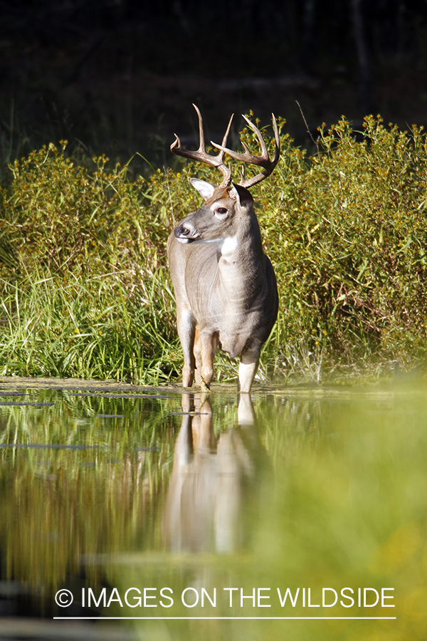 White-tailed buck standing in creek. 