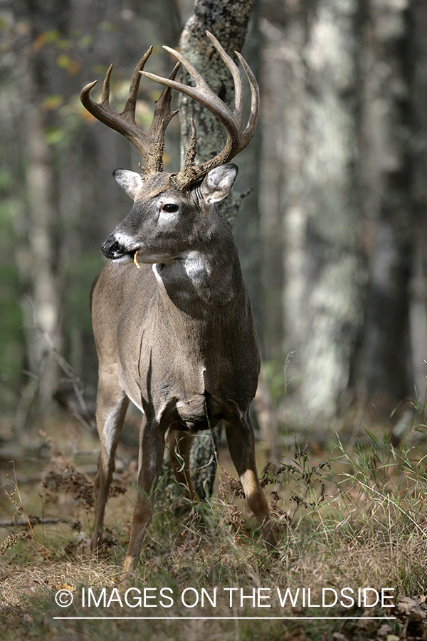 White-tailed buck in habitat. 