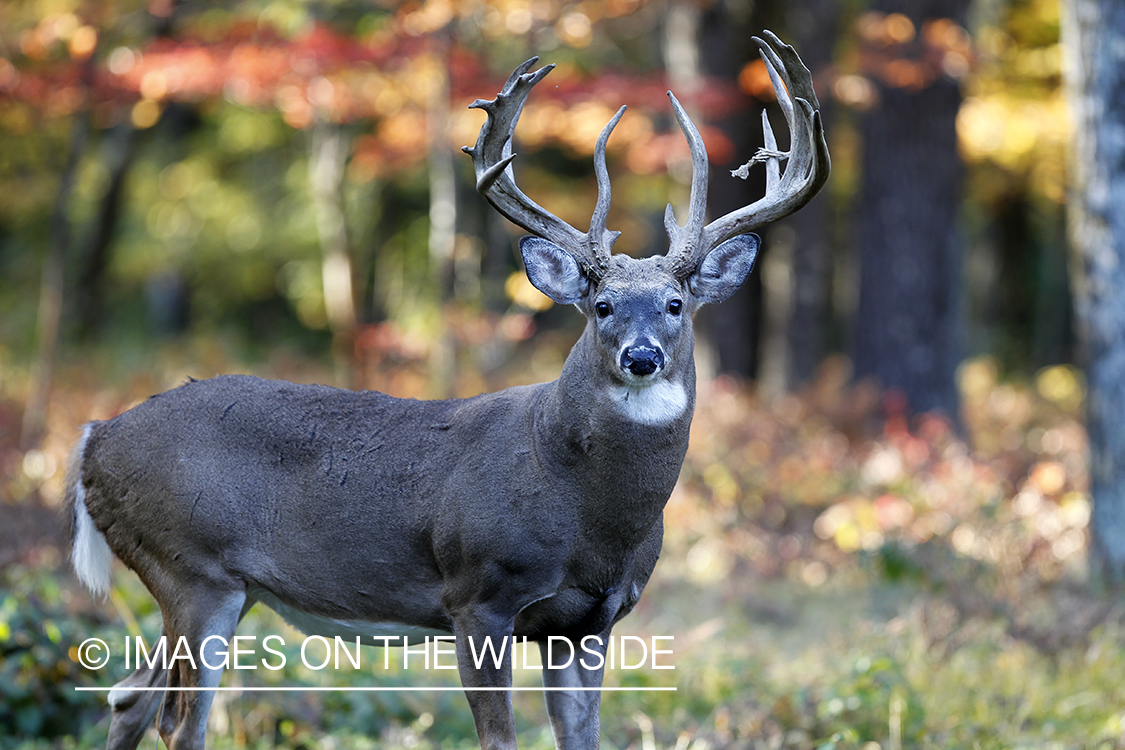 White-tailed buck in habitat. 