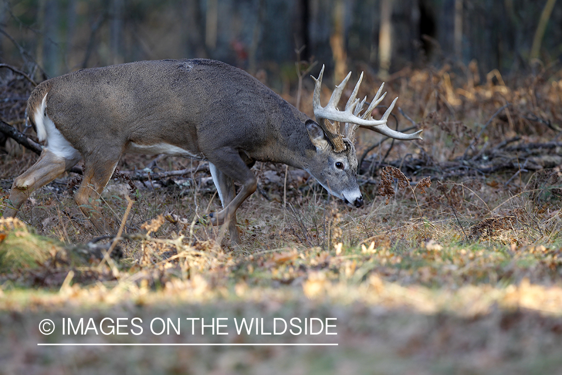 White-tailed buck in habitat.  