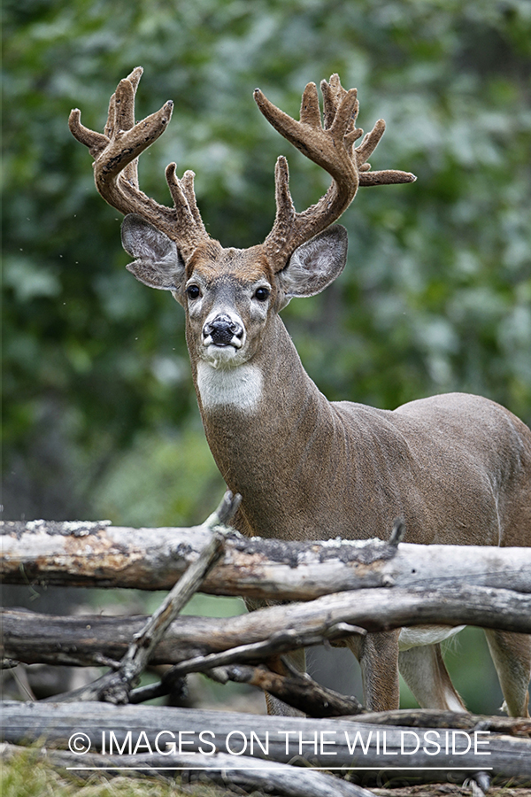 White-tailed buck in habitat.