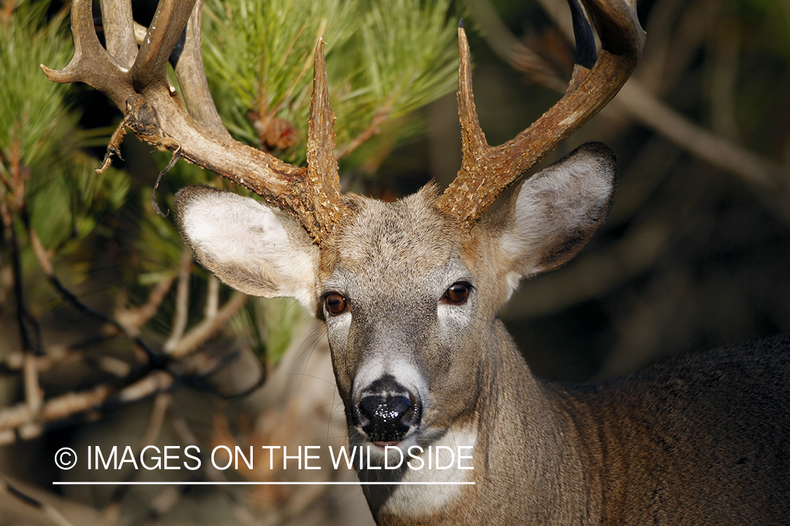 White-tailed buck in habitat.