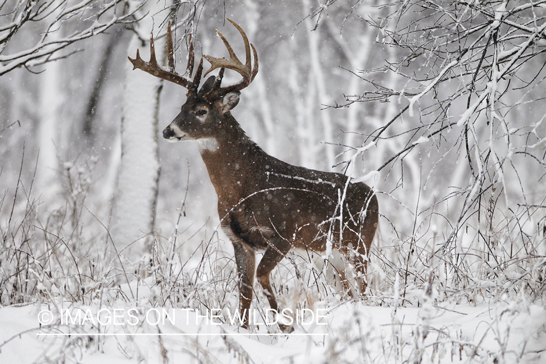 White-tailed buck in winter habitat.